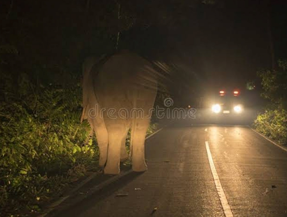 ആന ഇറങ്ങുന്നതിന് മുൻപ് വീട്ടിലെത്തണം; എന്നെ ഒന്ന് വേഗം വിളിക്കാമോ സാറേ.?